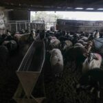 Livestock breeders in Larissa kept a worker hostage in the corral for 9 months