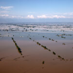 These are the advances of plant and animal compensation for flood victims in Thessaly