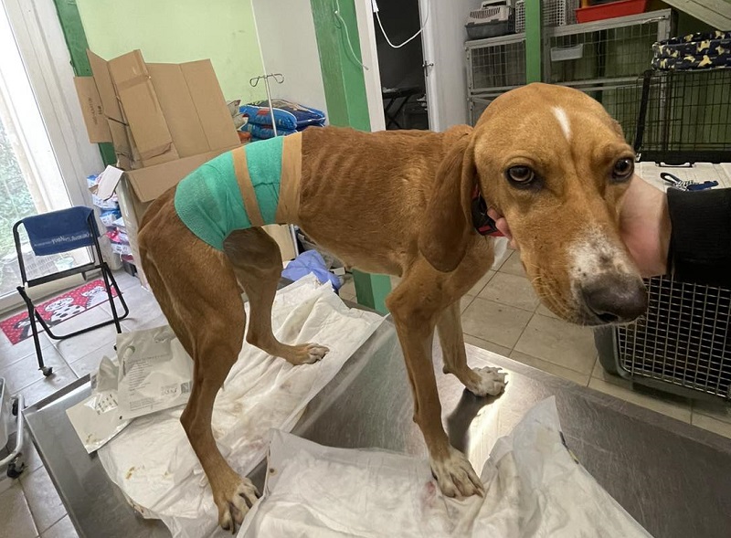 Unbelievable cruelty to a dog in Halkidiki