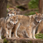 Wolves came out... pagania in the mountains of Fthiotida and Evrytania