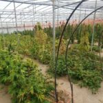 Costas Tsiaras signed the greenhouse boost program