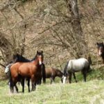 Impressive the wild horses in Ano Vrontou Serres