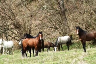 Impressive the wild horses in Ano Vrontou Serres