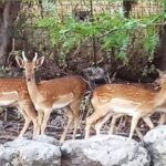 Pole of attraction for tourists deer in Lemnos