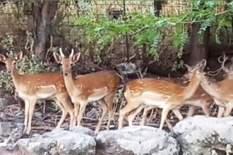 Pole of attraction for tourists deer in Lemnos