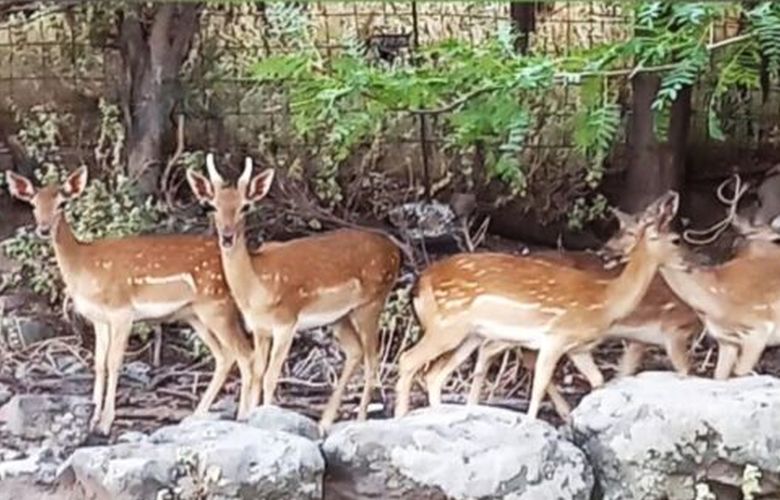 Pole of attraction for tourists deer in Lemnos