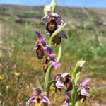 Spring with wild orchids in Lesvos in the shade