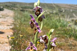 Spring with wild orchids in Lesvos in the shade