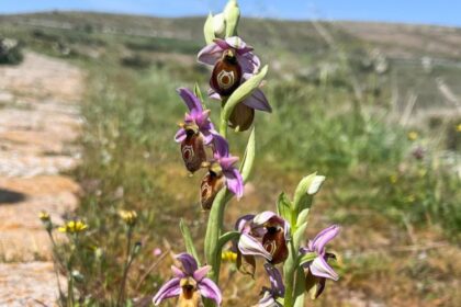 Spring with wild orchids in Lesvos in the shade