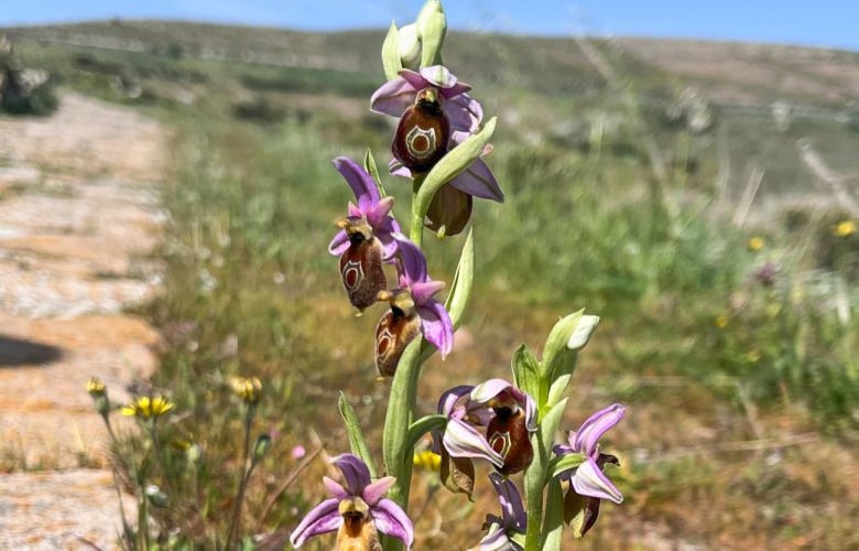 Spring with wild orchids in Lesvos in the shade