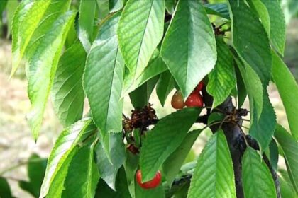 Frost and rains brought a bad year for Pieria's cherries