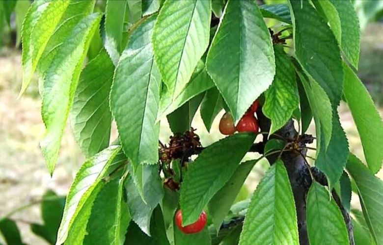 Frost and rains brought a bad year for Pieria's cherries